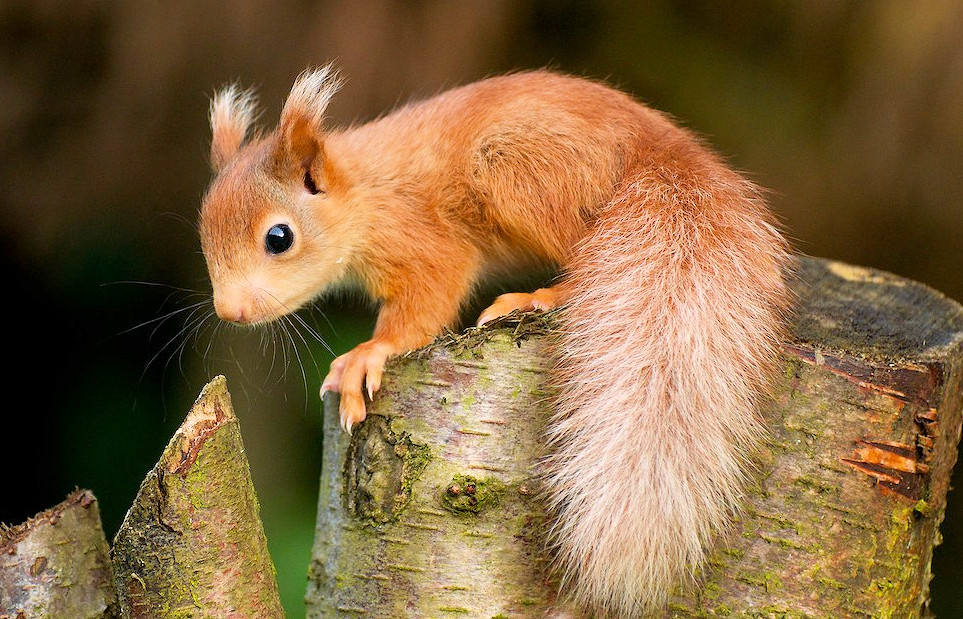 Wildlife Watching